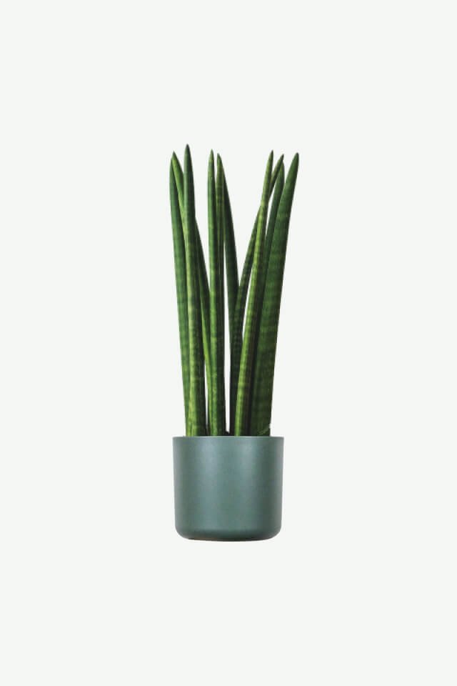plants ecommerce product featured img 10 plants ecommerce product featured img 10