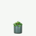 plants ecommerce product featured img 12