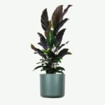 plants ecommerce product featured img 18