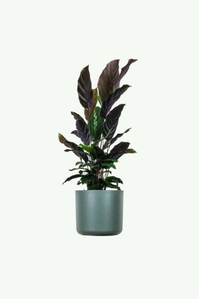 plants ecommerce product featured img 18 plants ecommerce product featured img 18