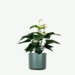 plants ecommerce product featured img 9